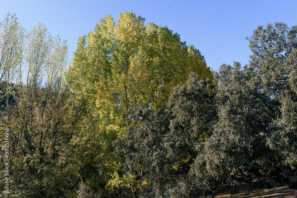Mediterranean vegetation in autumn in the Sierra Norte province of Seville Spain