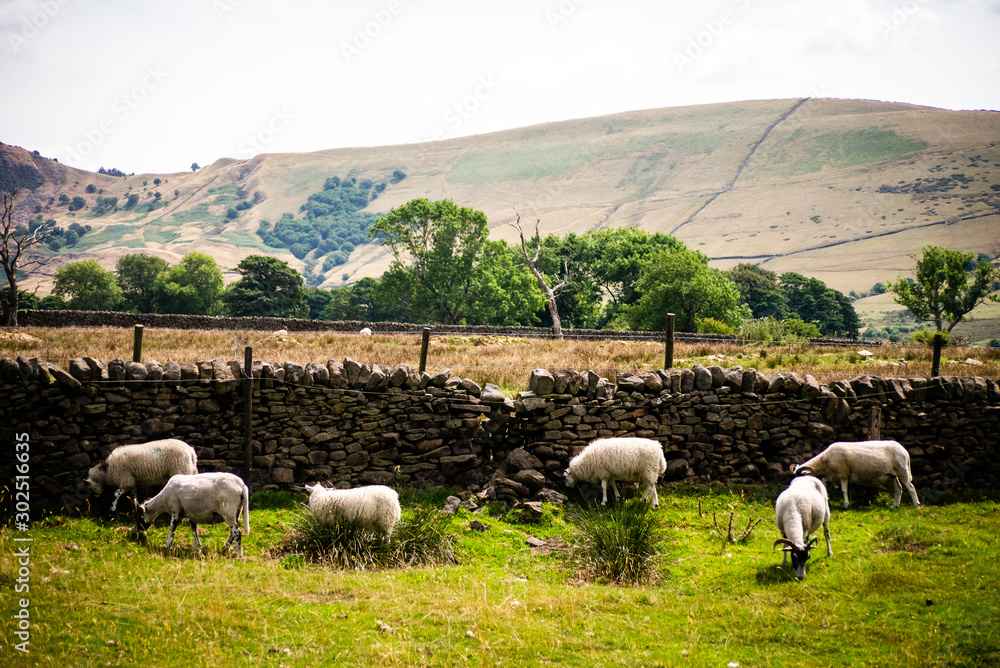 Obraz premium Sheeps in Peak District