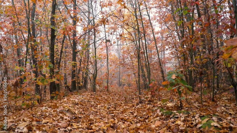 Autumn Oak Leaves in the Forest Background Motion Cam Autumn Oak Leaves in the Forest Background Motion Cam