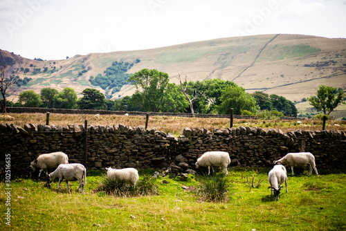 Sheeps in Peak District