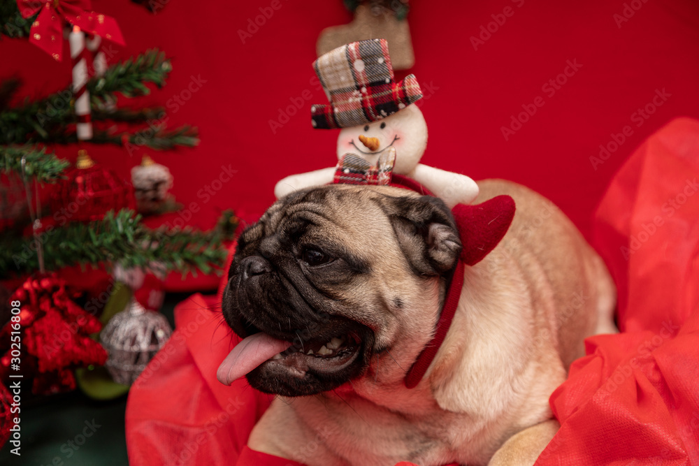 Christmas pet photography with pug dog. 