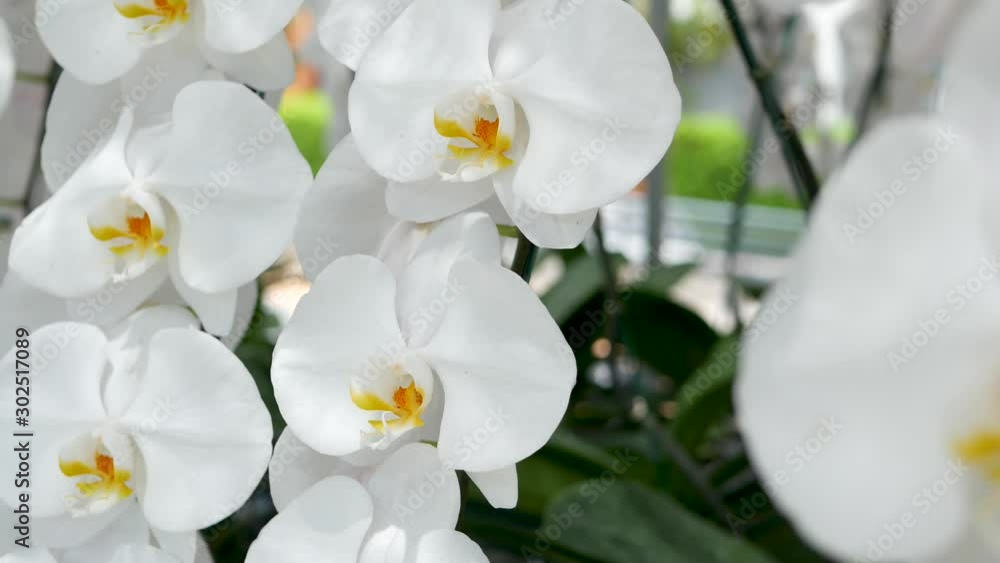 Delicate white elegant orchid flowers with yellow centers in sunlight. Close up macro of tropical petals in spring garden. Abstract natural exotic background with copy space. Floral blossom pattern Delicate white elegant orchid flowers with yellow centers in sunlight. Close up macro of tropical petals in spring garden. Abstract natural exotic background with copy space. Floral blossom pattern