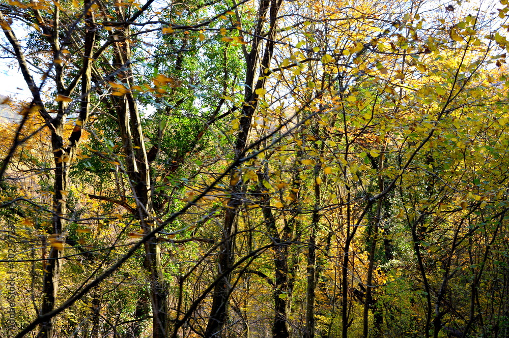 Typical landscape in the forests of Transylvania, Romania. Green landscape in the midsummer, in a sunny day
