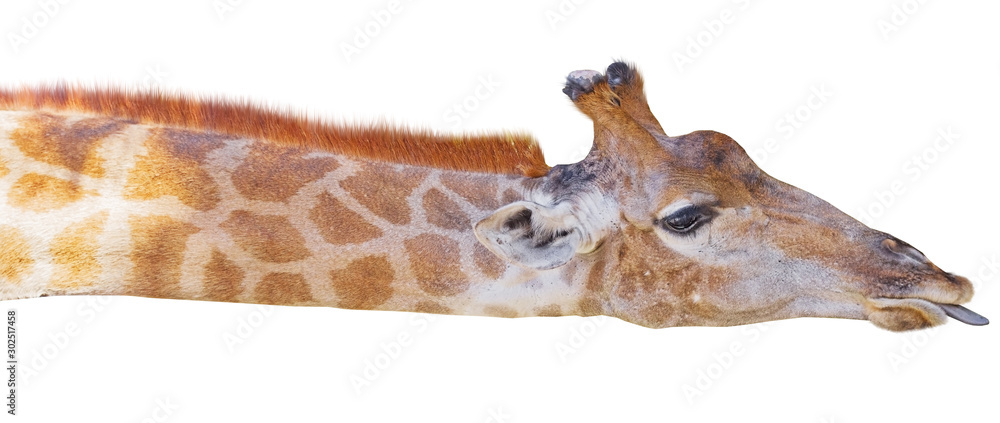 Fototapeta premium Giraffe head face isolated on white