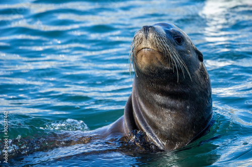 Close-up of a California sea lion looking out of the blue water.