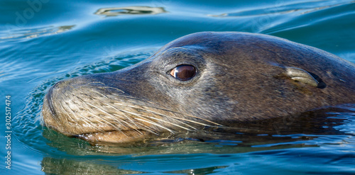Close-up of a California sea lion looking out of the blue water.