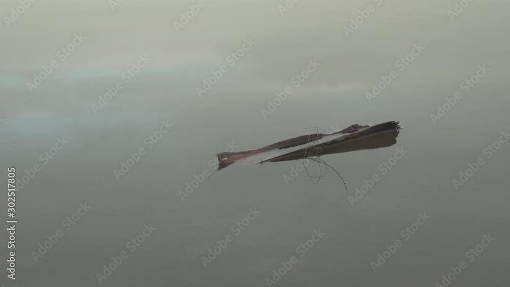 Piece of palm tree floating on the water of a river formed on the beach after a storm Piece of palm tree floating on the water of a river formed on the beach after a storm