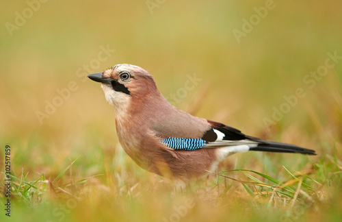 Eurasian jay (Garrulus glandarius) close up