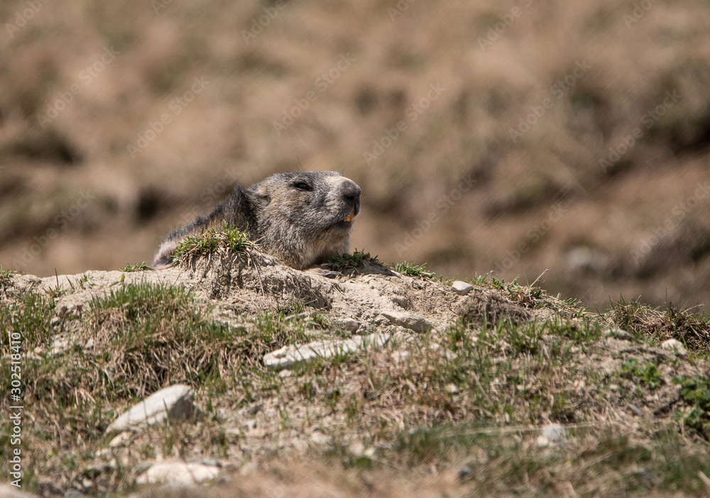 Marmotte des Alpes (Marmot) prenant le soleil Marmotte des Alpes (Marmot) prenant le soleil