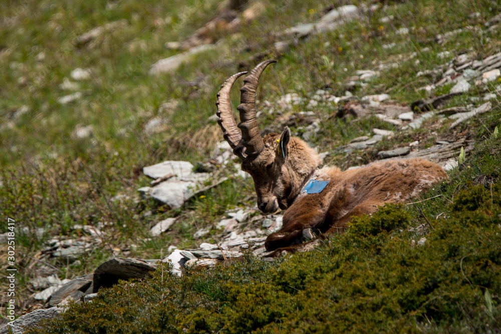 Male Bouquetin des Alpes (Ibex) se reposant Male Bouquetin des Alpes (Ibex) se reposant
