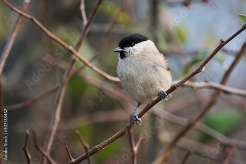 Mésange nonette (Marsh tit) dans les branches photo