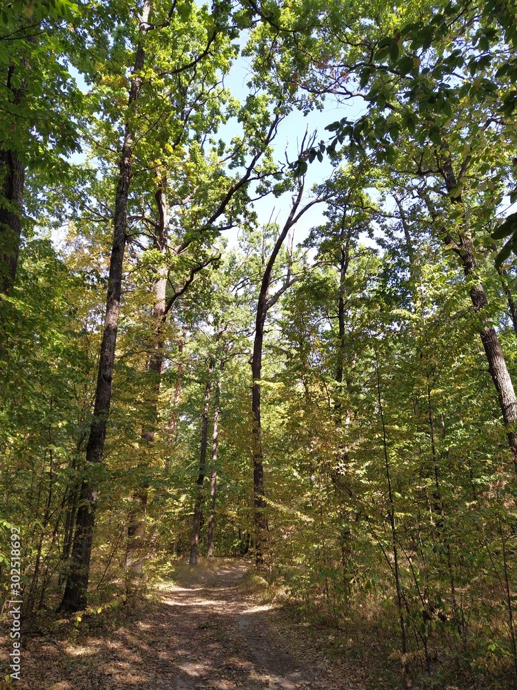 Fototapeta premium Panorama of the autumn forest. Road trip