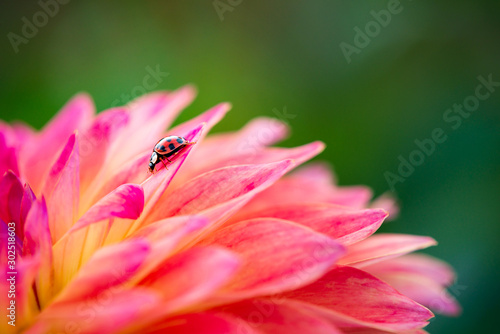 Asian Lady Beetle (Harmonia axyridis) on beautiful pink and yellow Dahlia flower in the garden photo