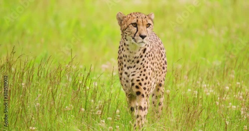 Alert cheetah walking on grassy field in forest