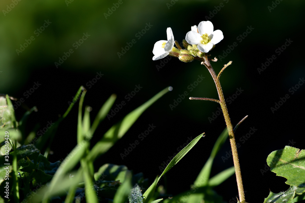 Fototapeta premium Small white flowers among the grass with dewdrops
