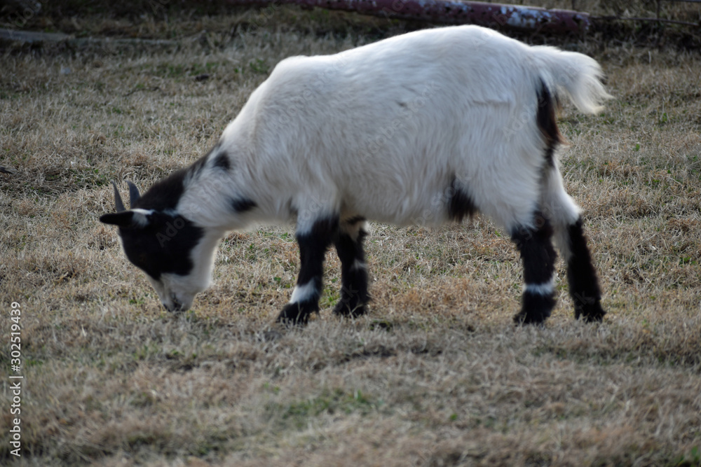 Obraz premium Mountain Goat