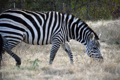 Zebra in a Pasture