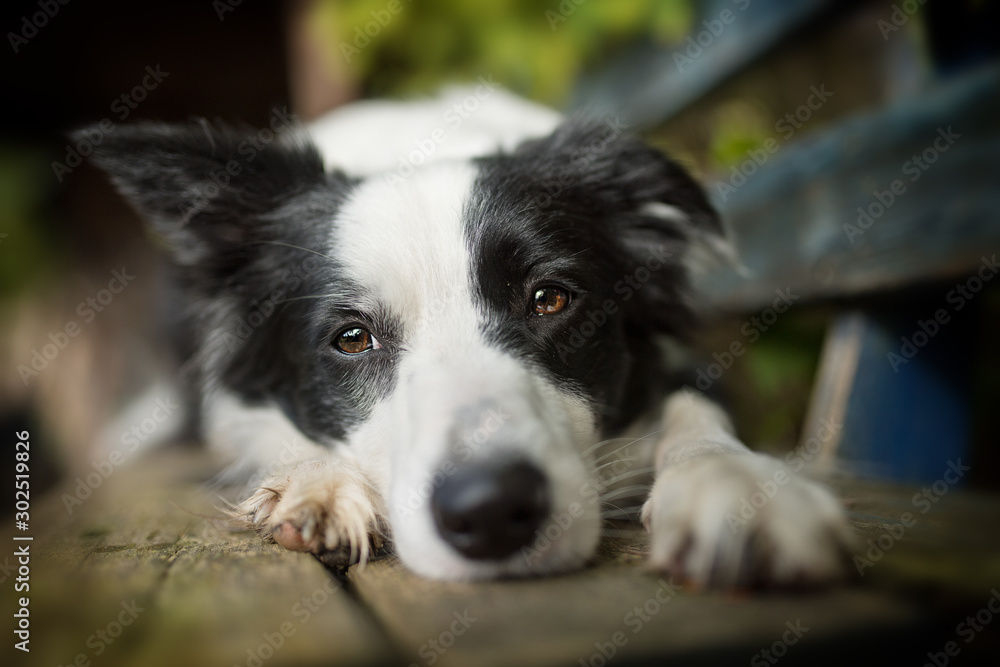 Young border collie dog lying on a garden bench