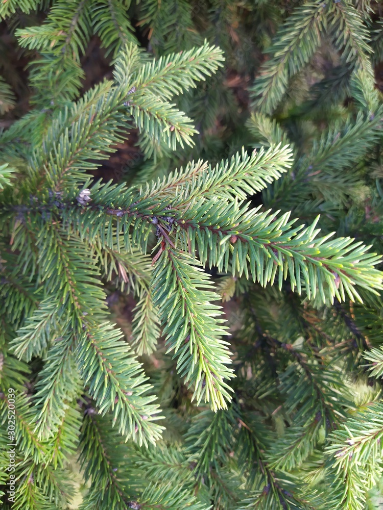  Festive background texture, green needles on spruce branches