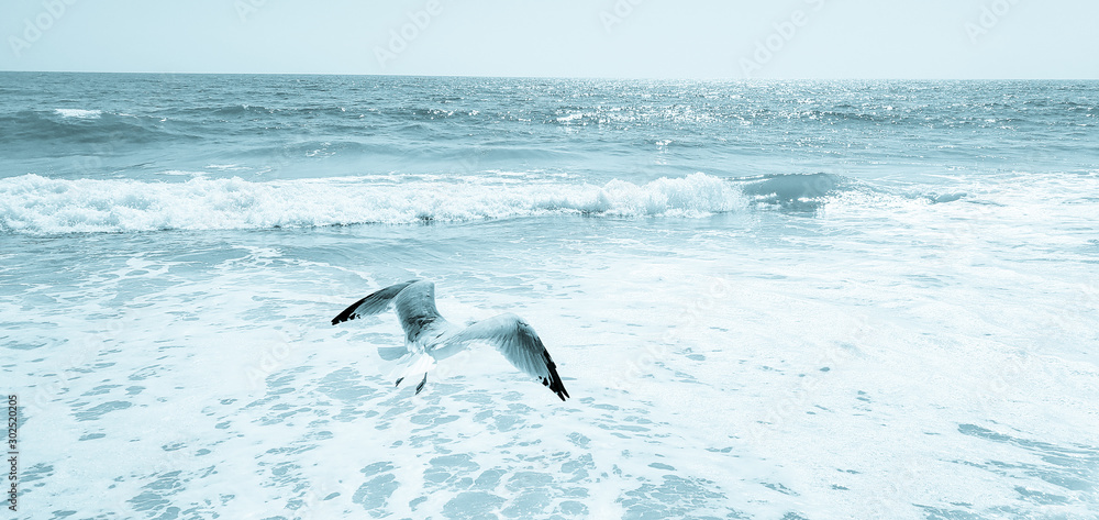 Naklejka premium Seagull on the beach in New York