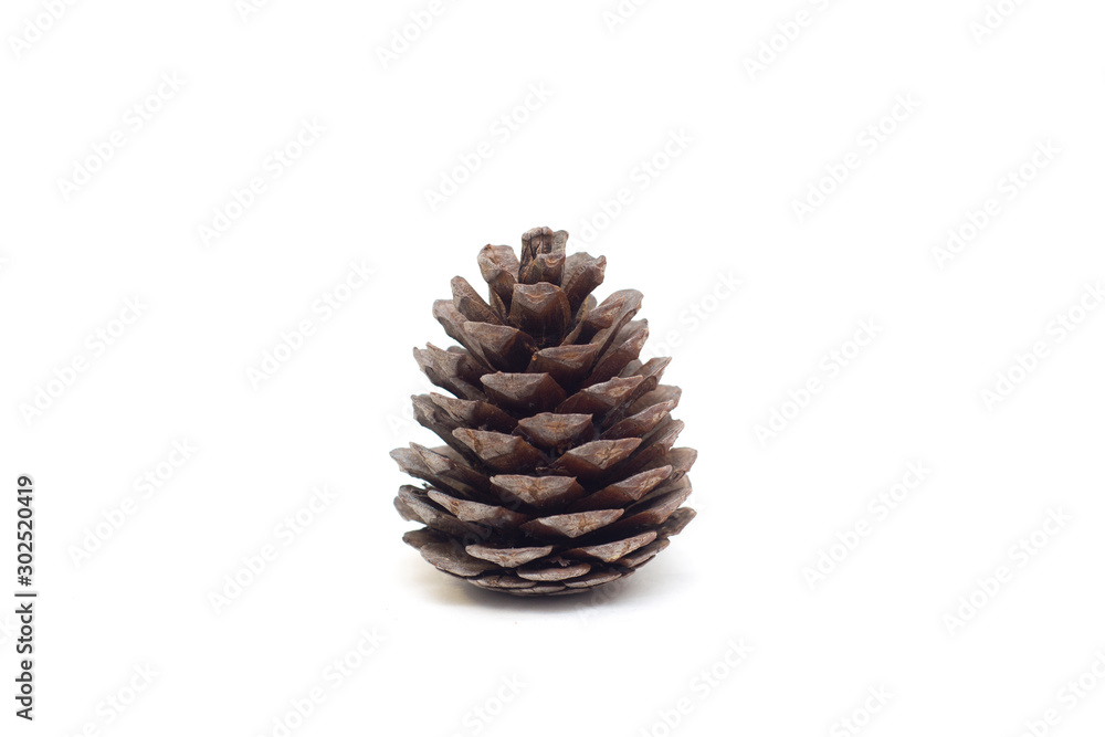 pine cone on white background pine cone on white background