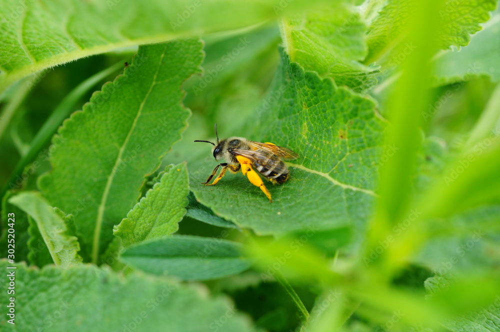 Bee in the green grass. Insects in nature. Bee in the green grass. Insects in nature.
