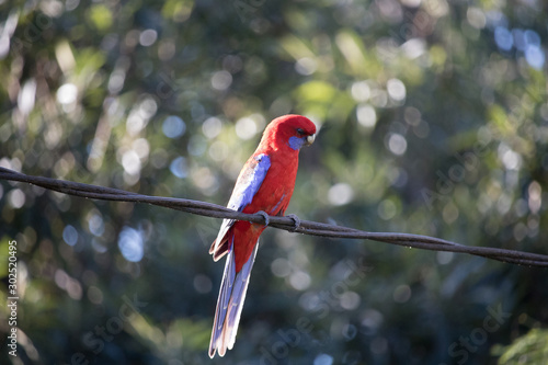 bird