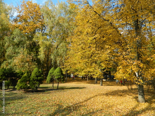 Autumn park in its beauty. Yellow trees.