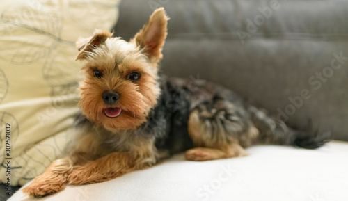 The Yorkshire Terrier lying on a couch, sofa. Small dog concept