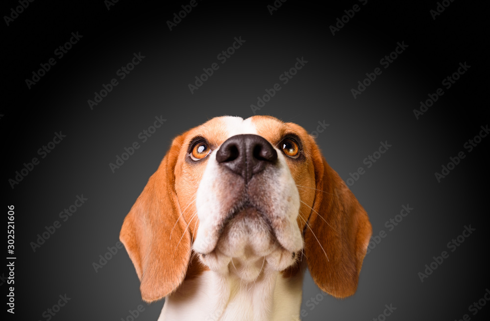 Beautiful beagle dog isolated on black background. Studio shoot. looking up, headshoot portrait