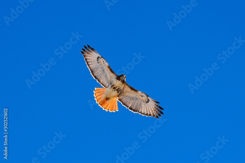 Red tail Hawk in flight