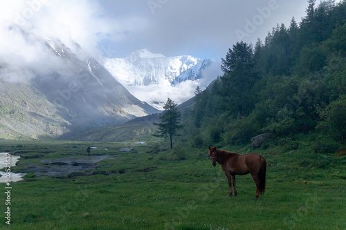 Akkem wall. Altay. Horse in the mountains.