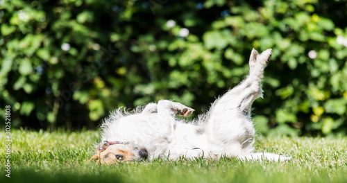 funny dog