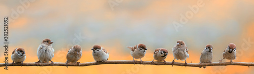 panoramic portrait of small funny birds sparrows restlessly sitting on a tree branch in a Sunny clear Park