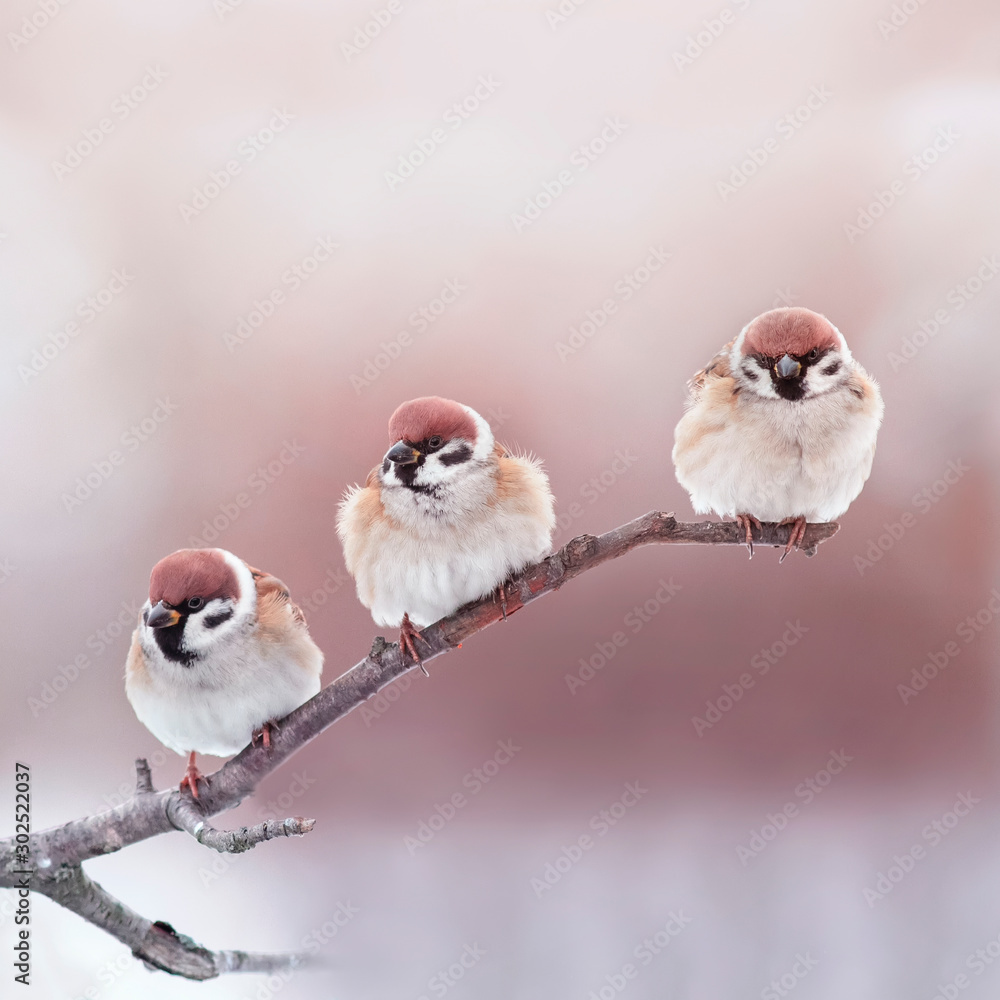 Naklejka kartka świąteczna z trzema małymi śmiesznymi ptakami Wróbla siedzącymi w Słonecznym Parku, puchającymi piórami