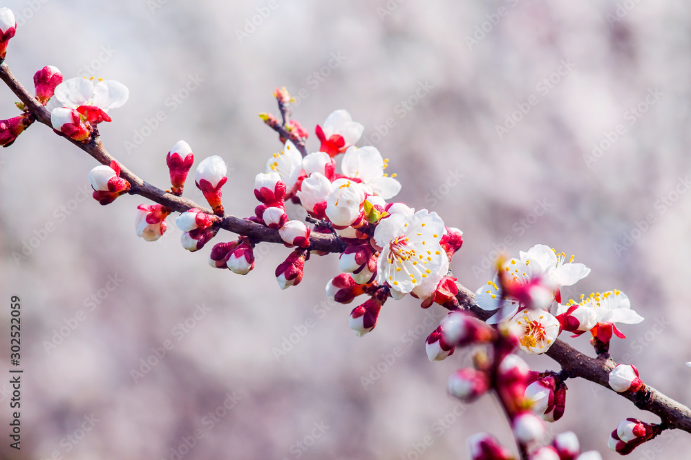 Delicate apricot flowers on a light purple background in sunny weather_ Delicate apricot flowers on a light purple background in sunny weather_