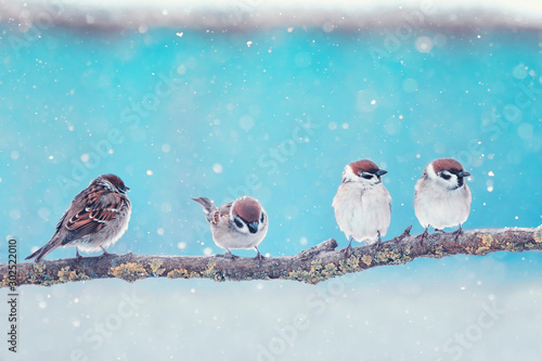 holiday card with four little funny Sparrow birds sitting in winter festive new year Park under snowfall