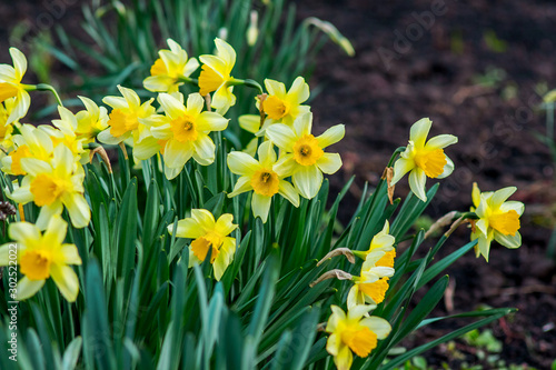 Big bush of yellow daffodils on flowerbed. Spring flowers_