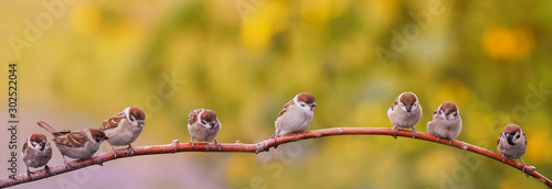 panoramic portrait of small funny birds sparrows sitting on a tree branch in a Sunny summer garden