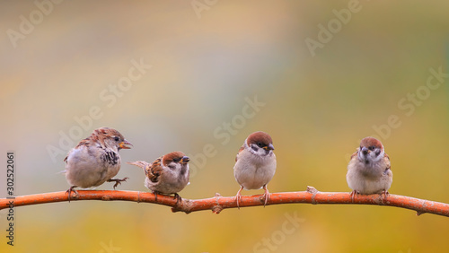  brood of small funny birds sparrows sit on a tree branch in a Sunny summer garden