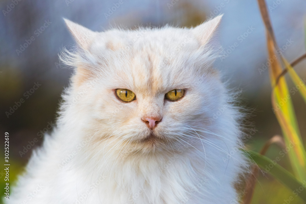 White furry purebred cat with a straight look at the camera close up_ White furry purebred cat with a straight look at the camera close up_
