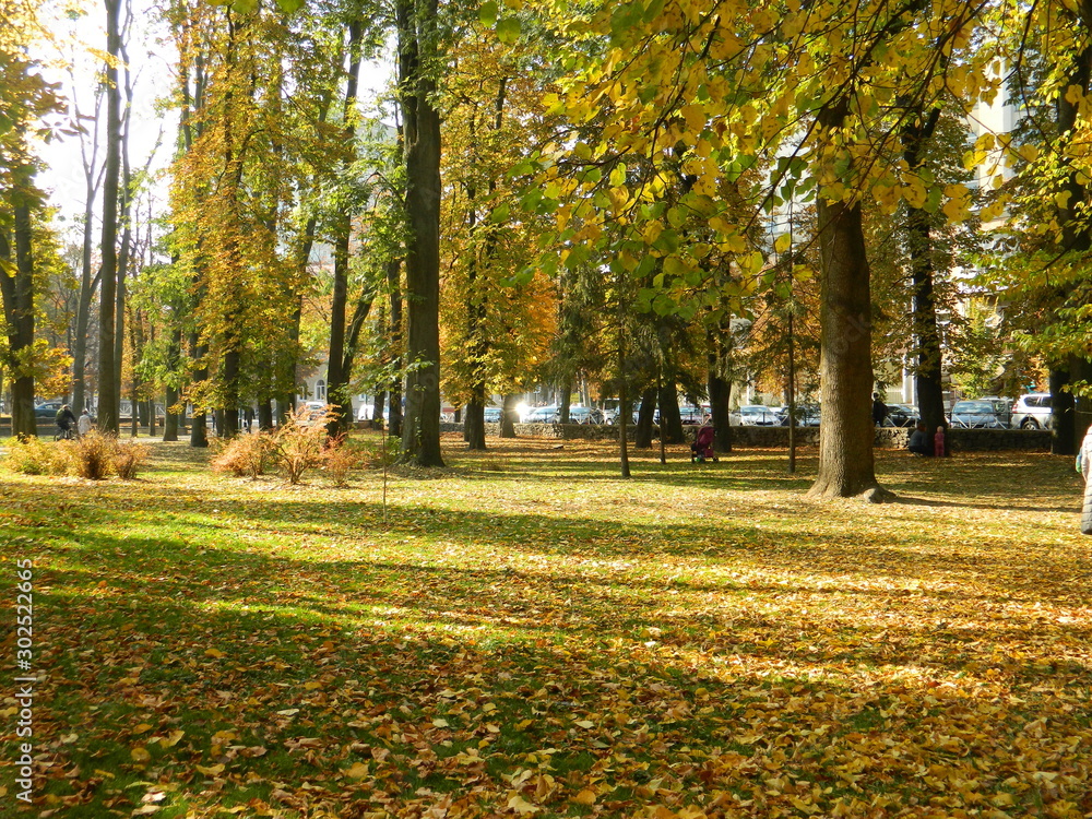 Naklejka premium Golden, autumn forest mesmerizes with its beauty.