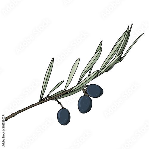 elements with olive branches with leaves and berries. Black olives are drawn by hand. object isolated on a white background. black stroke elements. Olive tree for background texture frame or border.