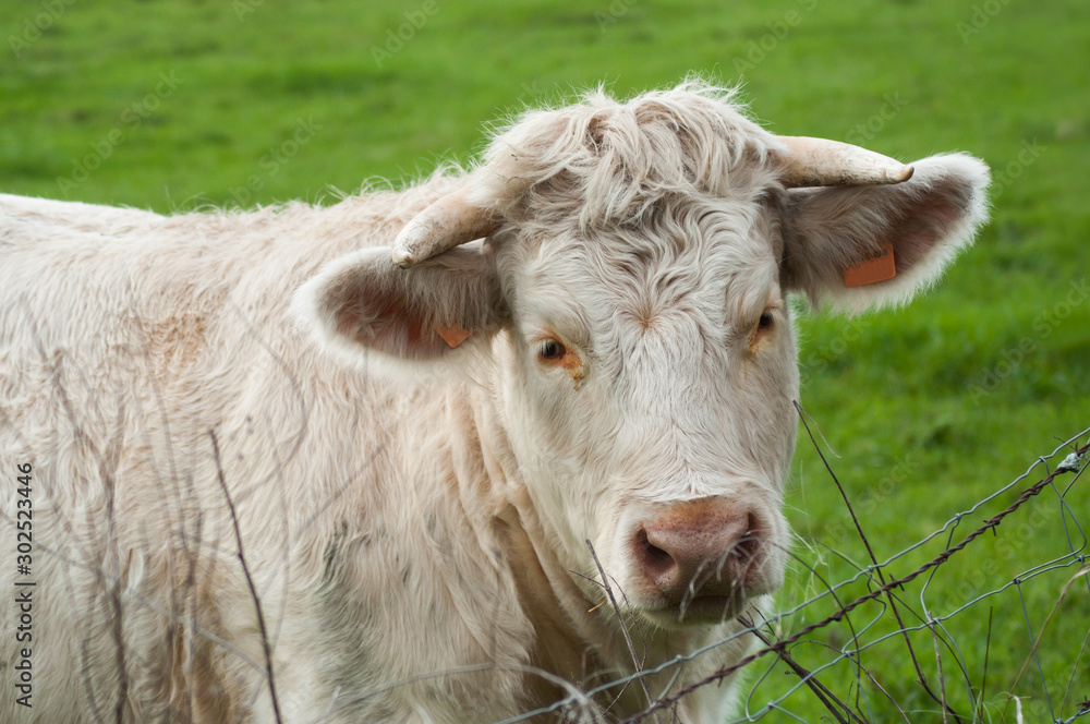 Portrait of white cow standing in a meadow Portrait of white cow standing in a meadow