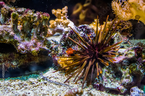 closeup of a red sea urchin laying at the bottom, tropical animal specie from the pacific ocean photo