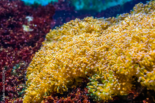 euphyllia sea anemone bed, stony coral specie, popular aquarium pet in aquaculture, marine life background photo