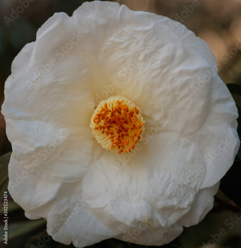 white flower