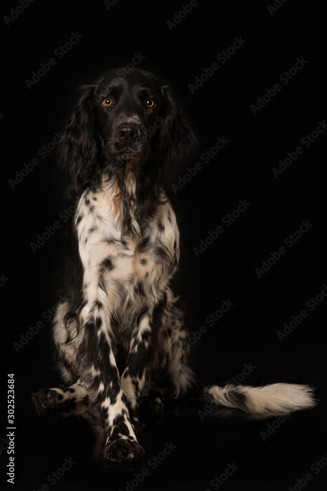 Great Münsterländer dog on black background