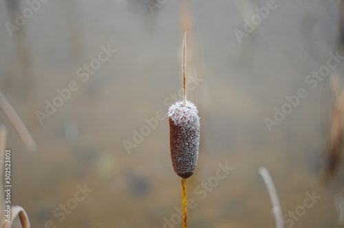 Bud reed covered with frost, the background is blurred, macro photo