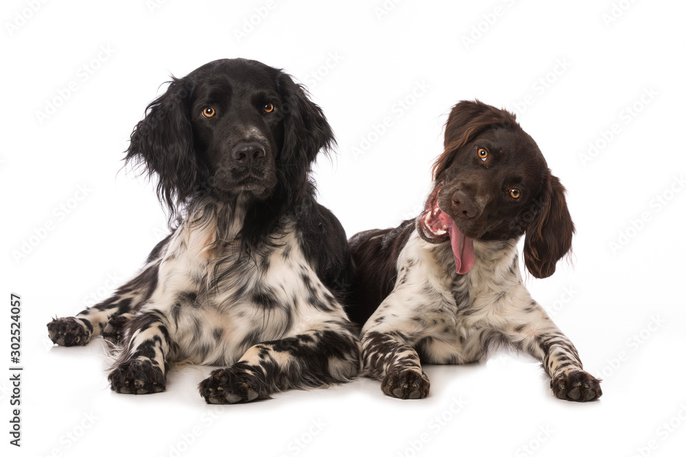 Two dogs lying on white background